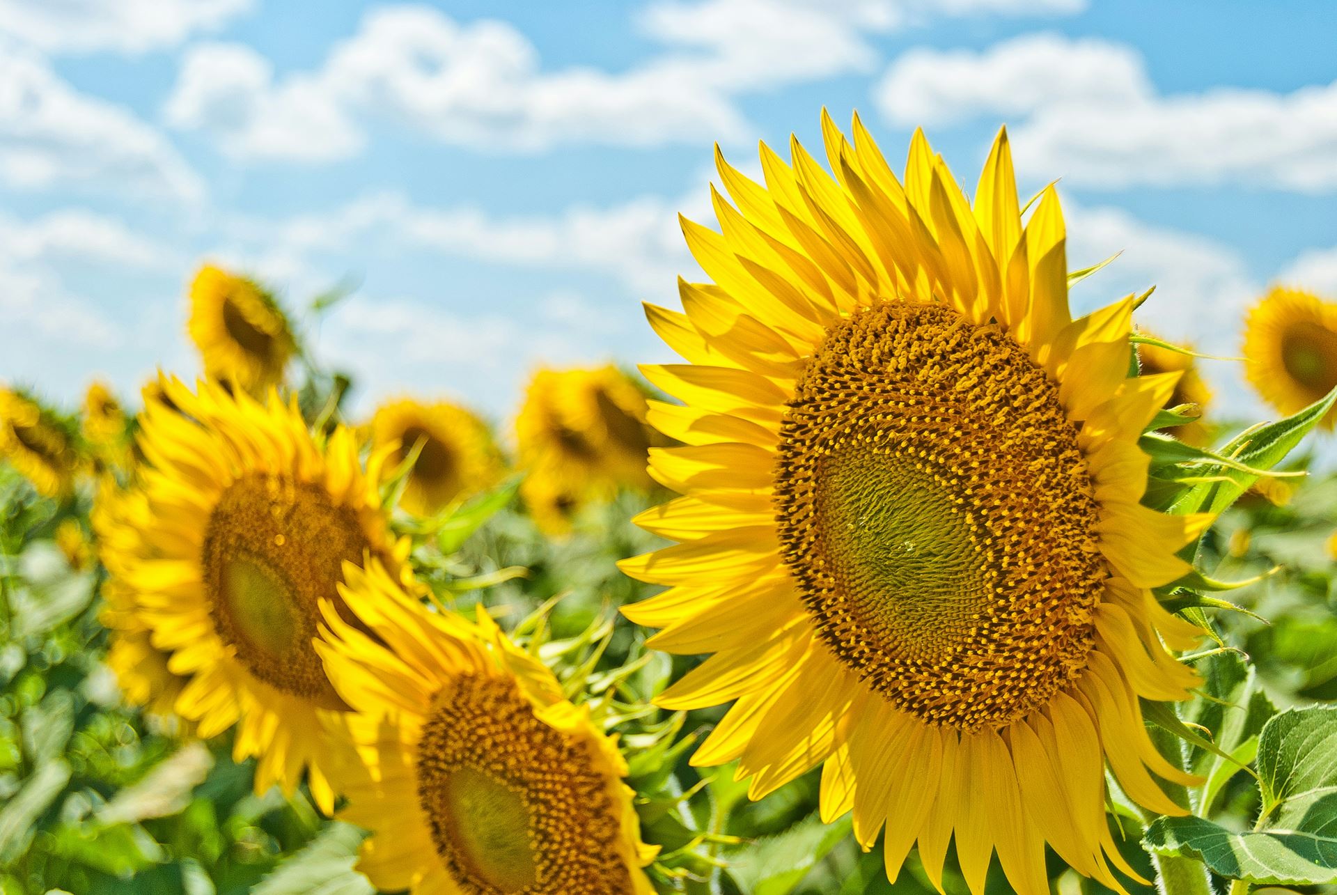 sunflower